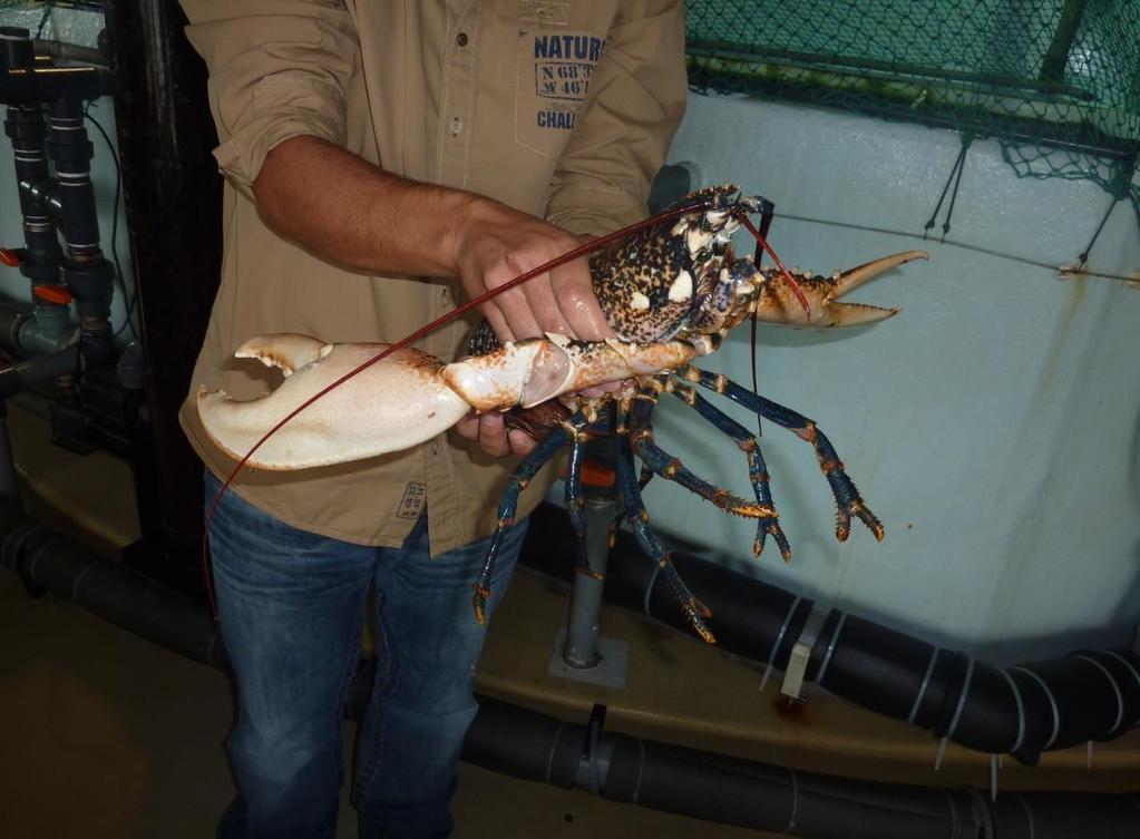 Fotografia em aquários Litoral rochoso Quebramar Tartarugas marinhas