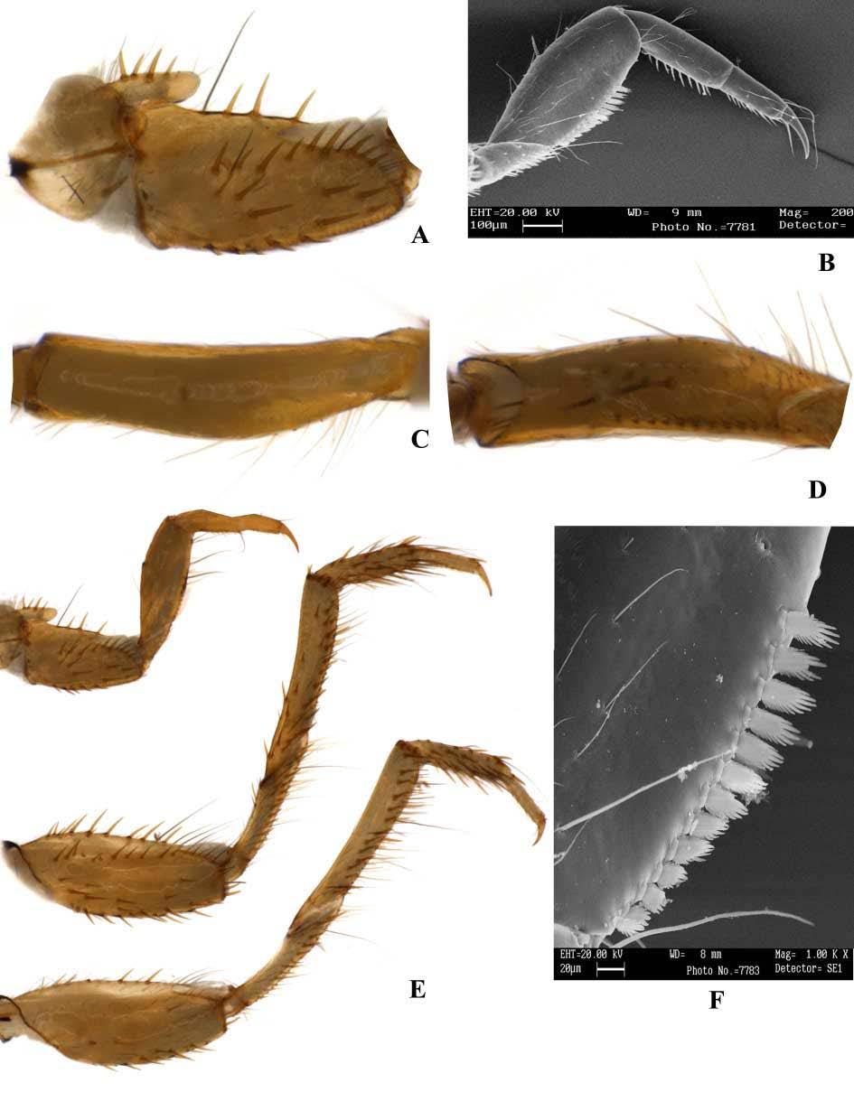 51 Figura 51: Larva de Macronema sp. 1. Legenda: A. Trocantim e coxa da perna anterior - vista dorsolateral; B. Fêmur da perna anterior - vista dorsolateral; C.