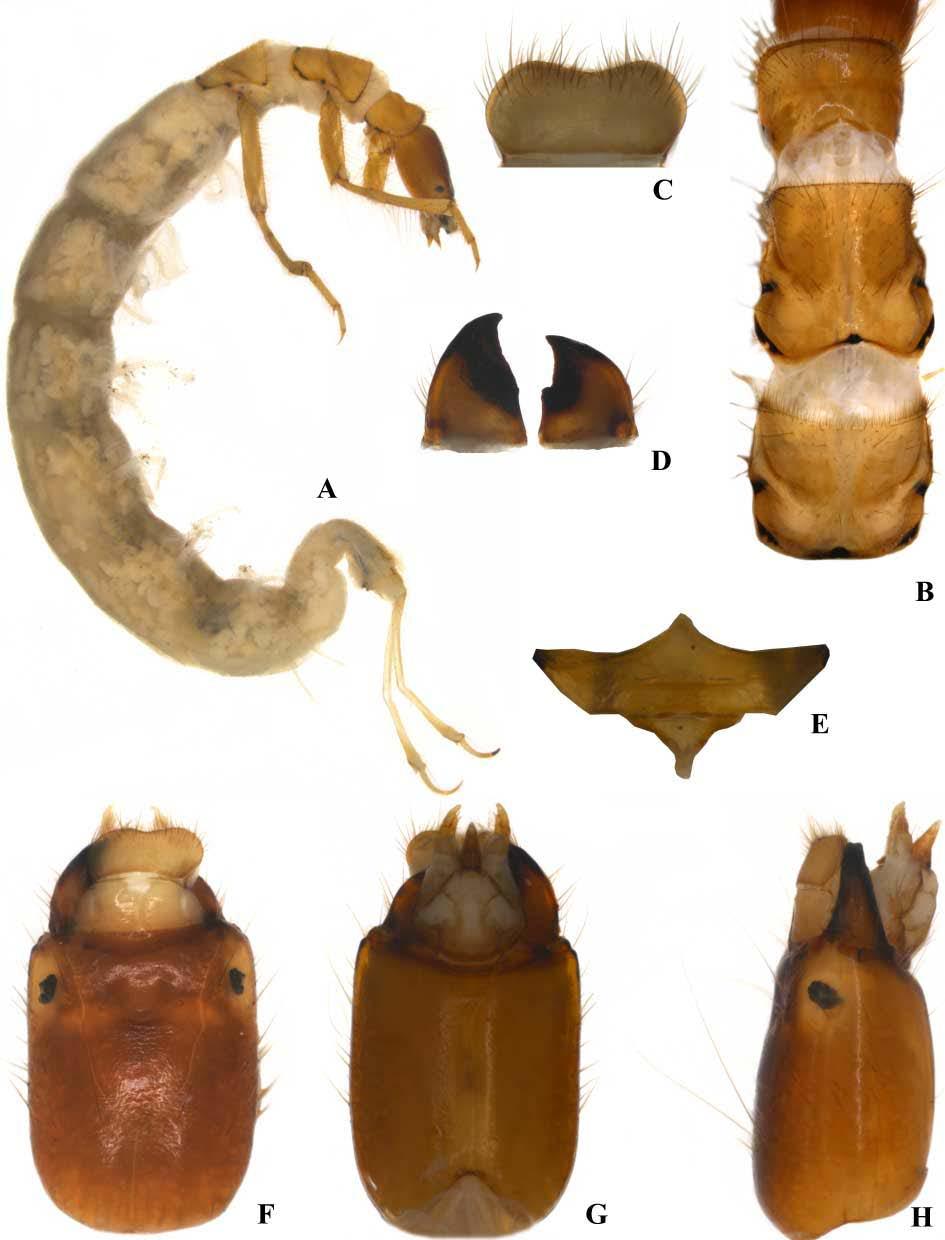 56 Figura 56: Larva Macronema sp. 3. Legenda: A. Corpo - vista lateral; B. Tórax - vista dorsal; C. Labro - vista dorsal; D.