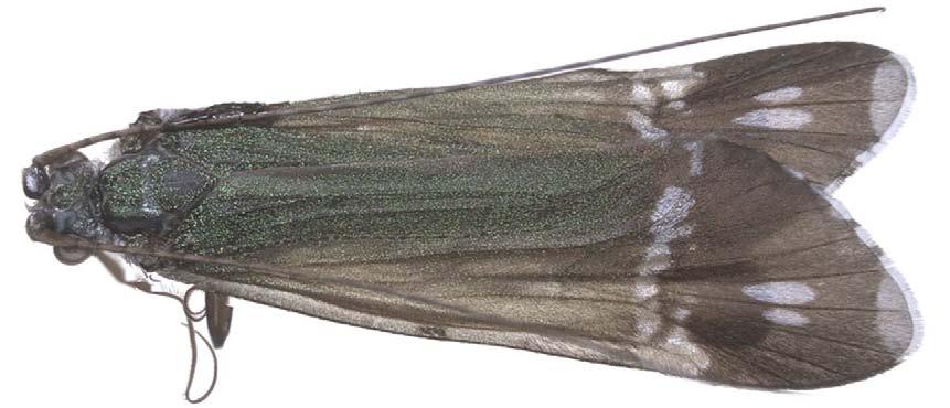 5.1. Descrições e Material Examinado Macronema argentilineatum Ulmer, 1905 (Fig.