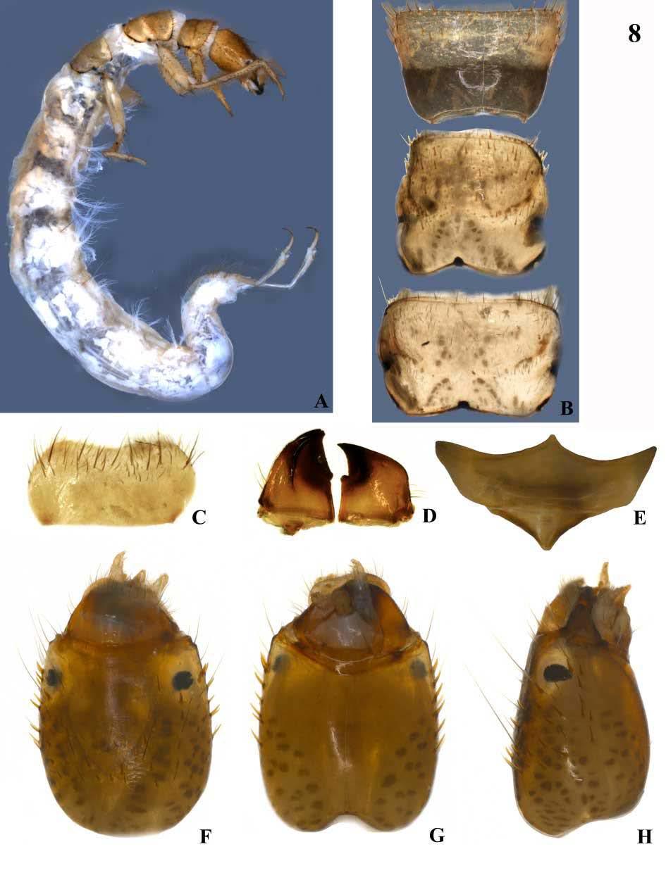 Figura 8: Larva de Macronema bifidum. A. Corpo - vista lateral; B. Tórax - vista dorsal; C. Labro - vista dorsal; D.