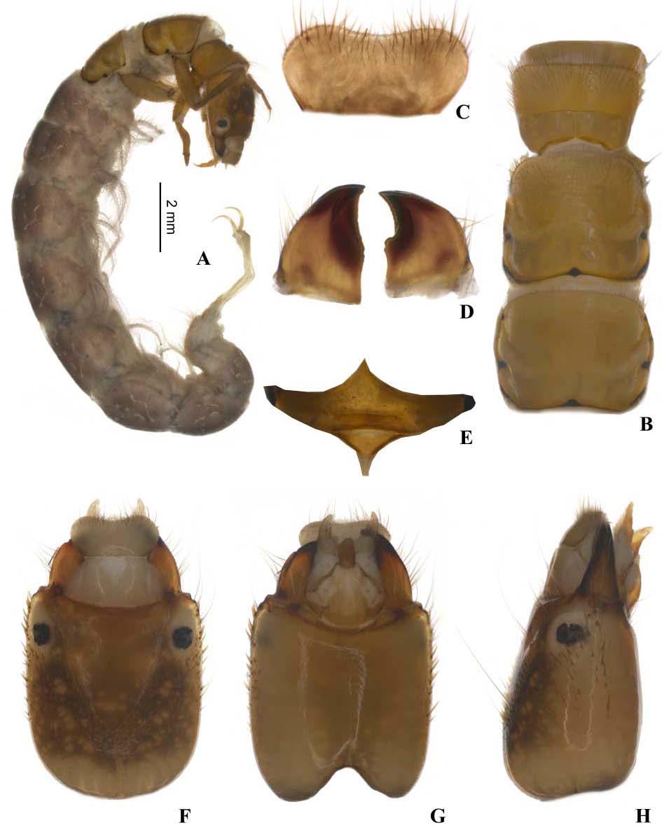 14 Figura 14: Larva de Macronema exophthalmum. A. Corpo - vista lateral. B. Tórax - vista dorsal. C. Labro - vista dorsal. D.