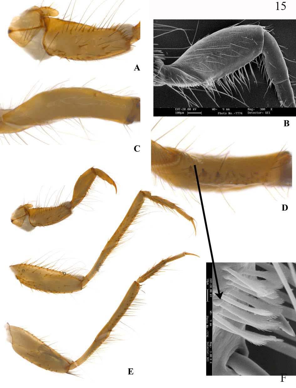 Figura 15: Larva de Macronema exophthalmum. A. Trocantim e coxa da perna anterior - vista dorsolateral. B. Fêmur da perna anterior - vista ventral. C. Fêmur da perna anterior - vista dorsal. D.