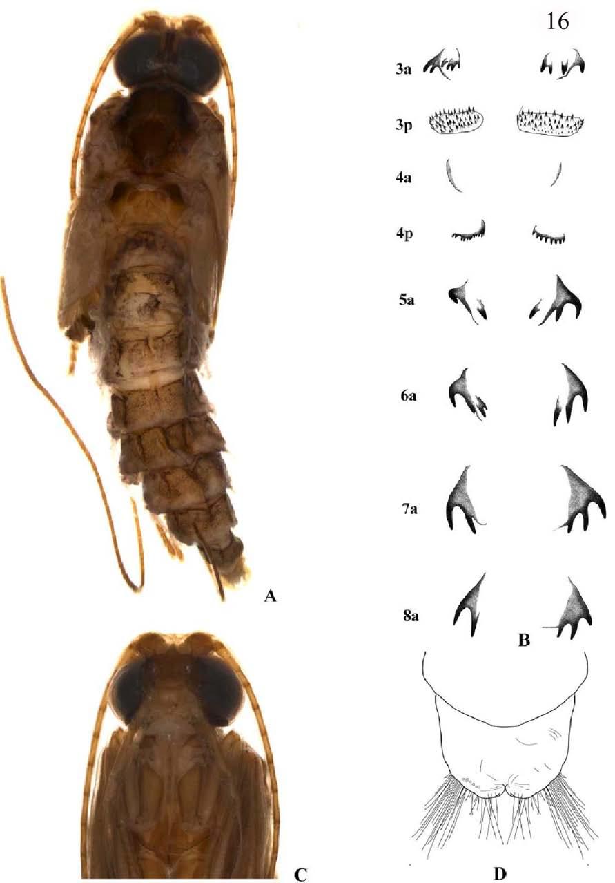 Figura 16: Pupa Macronema exophthalmum. A. Pupa - vista dorsal; B.