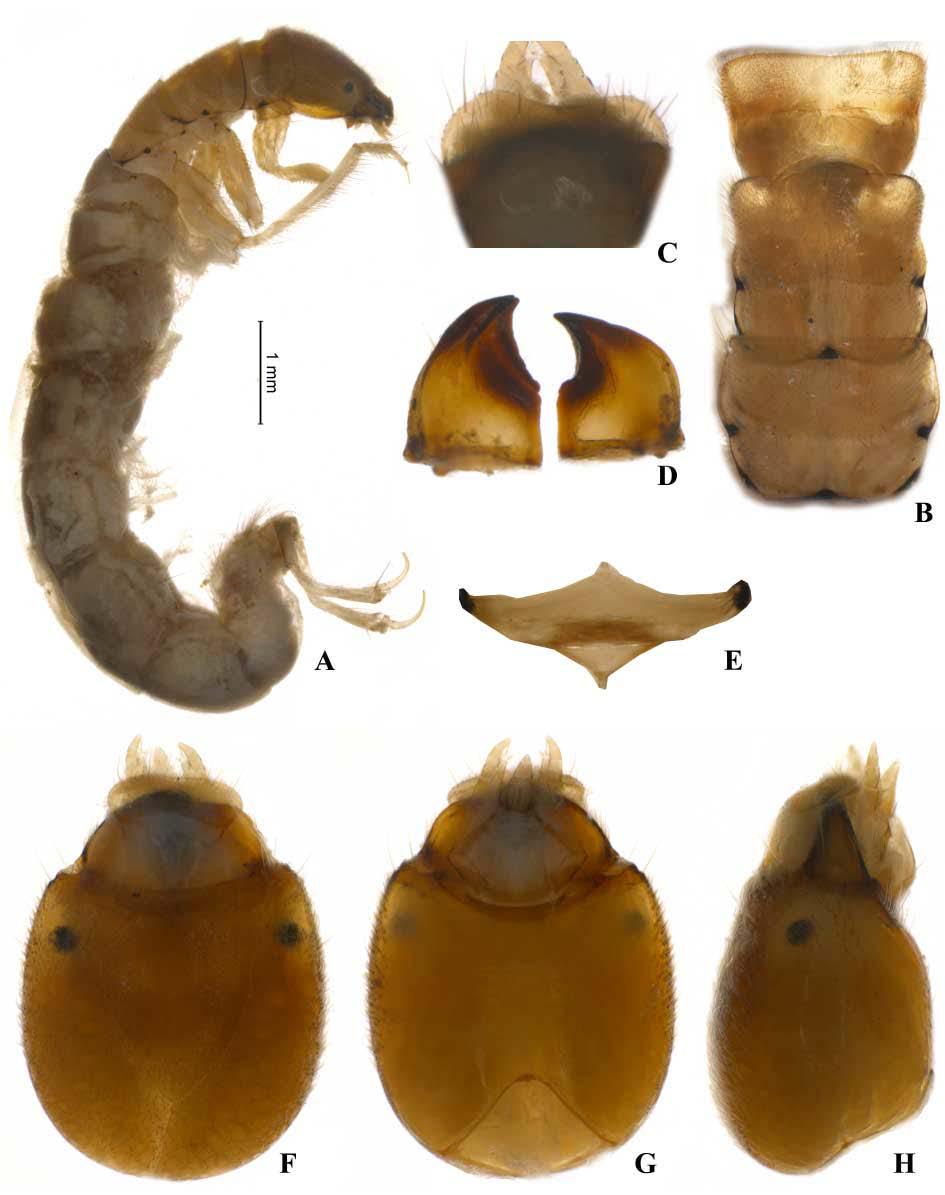 19 Figura 19: Larva de Macronema fragile. A. Corpo - vista lateral. B. Tórax - vista dorsal. C. Labro - vista dorsal. D.