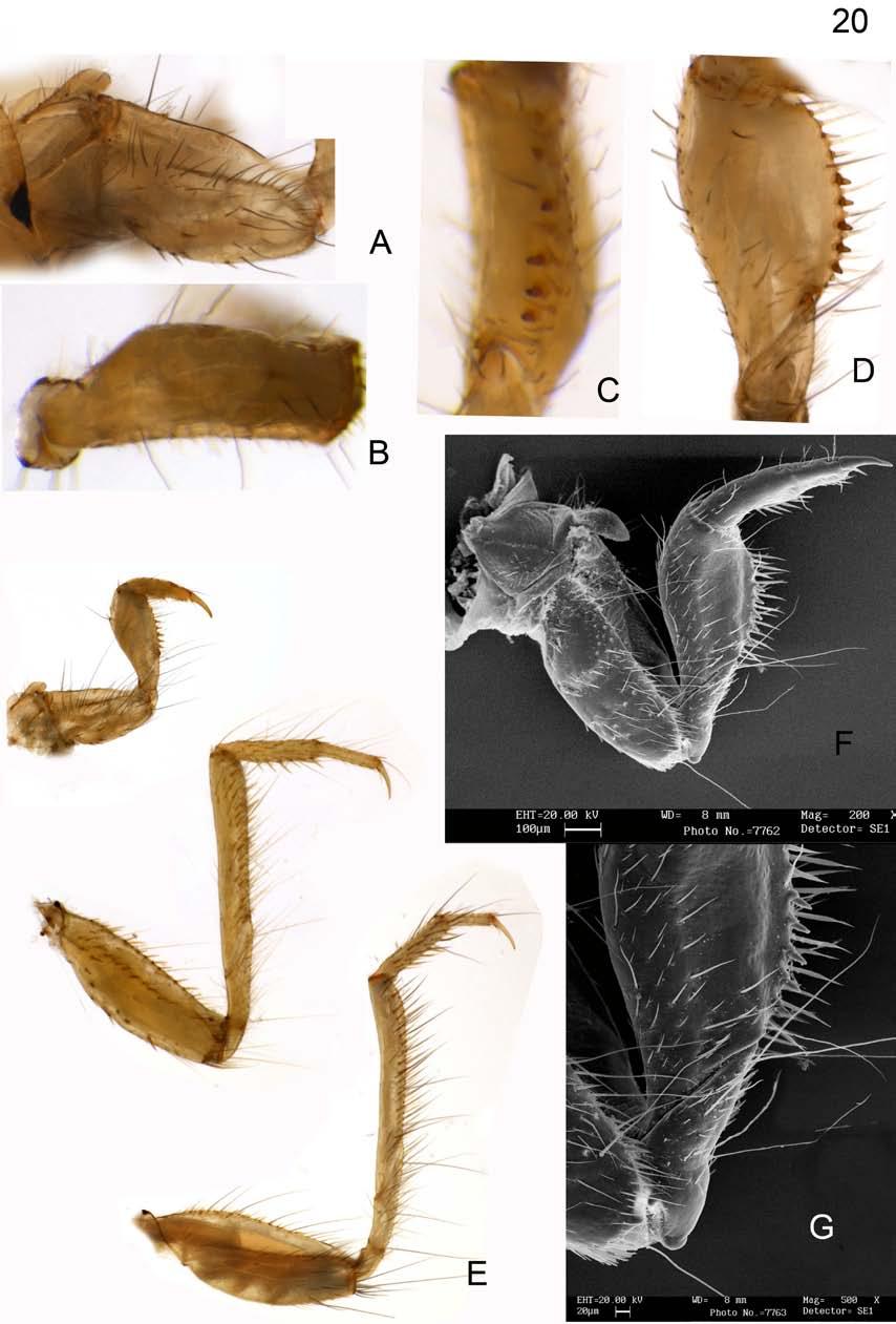Figura 20: Larva de Macronema fragile. A. Trocantim e coxa da perna anterior - vista dorsolateral. B. Fêmur da perna anterior - vista ventral. C.