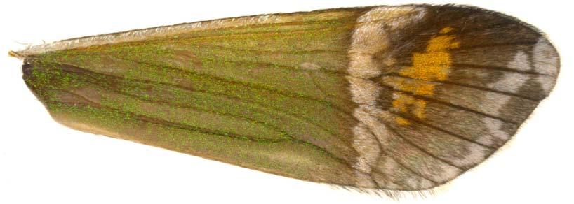 24 Figura 24: Larva de Macronema hageni. A. Corpo - vista lateral.