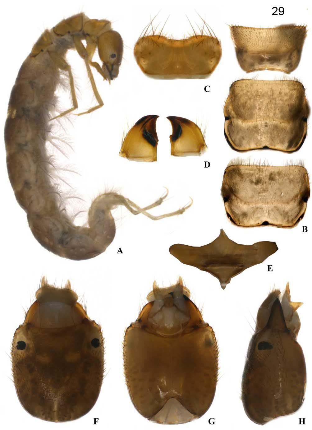 Figura 29: Macronema pennyi. Larva - vista lateral. B. Tórax - vista dorsal. C. Labro - vista dorsal. D.