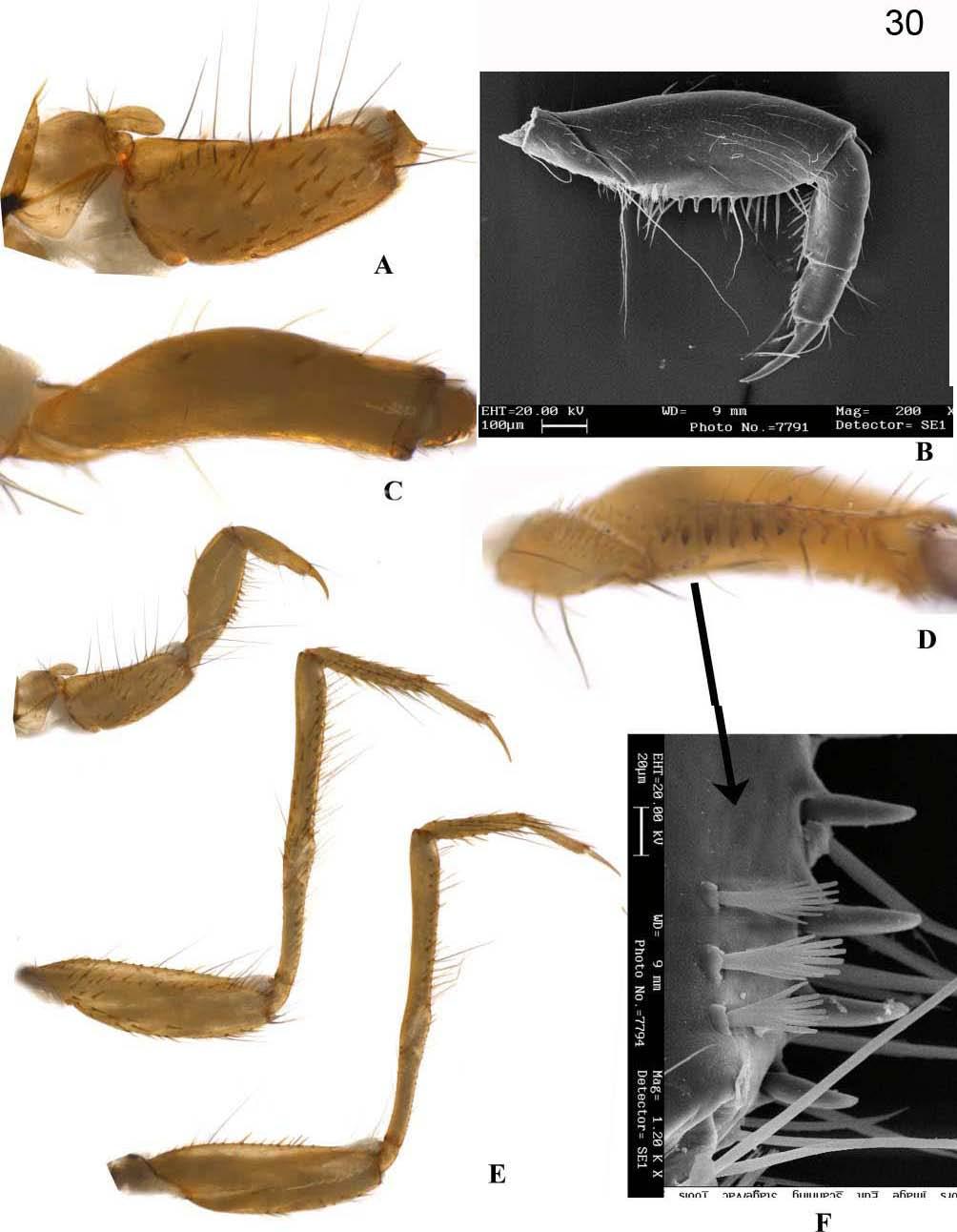 Figura 30: Macronema pennyi. Larva. A. Trocantim e coxa da perna anterior - vista dorsolateral. B. Fêmur da perna anterior - vista ventrolateral. C. Fêmur da perna anterior - vista dorsal. D.