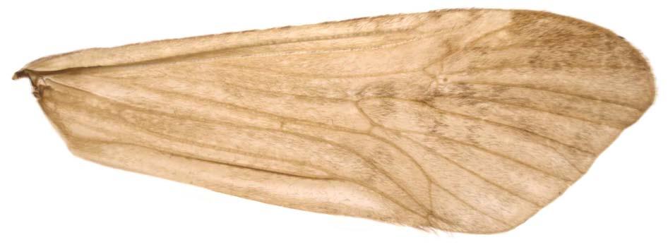 Macronema sp. nov. 2 (Fig. 34) Paprocki, 2008 [Macho, asas e distribuição]. Material examinado: BRASIL, Amazonas, Manaus: Reserva Ducke, Igarapé Barro Branco, 02 55 46,7 S 59 58 22,00 W, 16.iii.