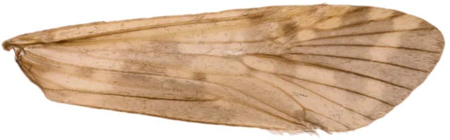 35 Figura 35: Macronema sp. nov. 3. Asa anterior do macho, vista dorsal.