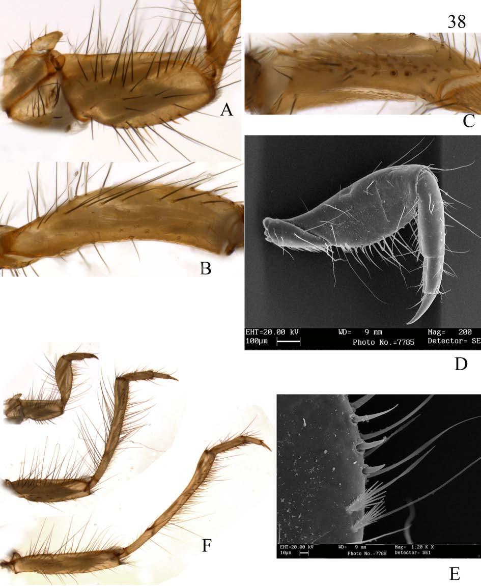 Figura 38: Macronema sp. nov. 3. Larva A. Trocantim e coxa da perna anterior - vista dorsolateral. B. Fêmur da perna anterior - vista ventrolateral. C.