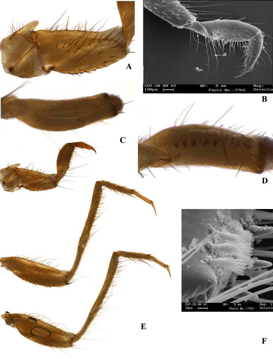 44 Figura 44: Larva de Macronema sp. nov. 6. Legenda: A. Trocantim e coxa da perna anterior - vista dorsolateral. B. Fêmur da perna anterior - vista ventrolateral. C.
