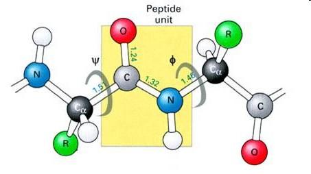 Phi φ e Psi ψ A forma da proteína é determinada pela sua cadeia principal.
