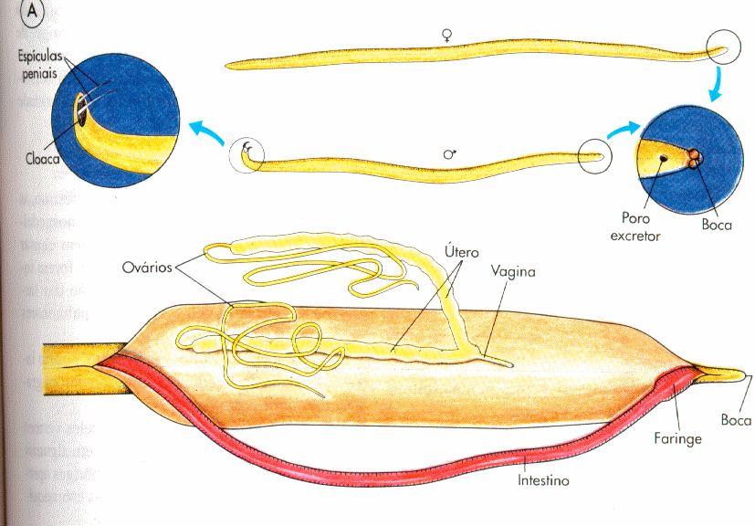 Lombrigas da espécie Ascaris lumbricoides medem entre 20 e 30cm de comprimento (fêmeas são geralmente