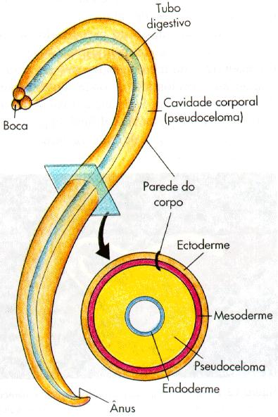 Anatomia