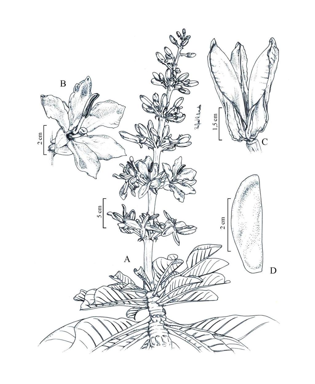 73 Flora da Serra do Cipó, Minas Gerais: Vochysiaceae Fig. 3. A-D.