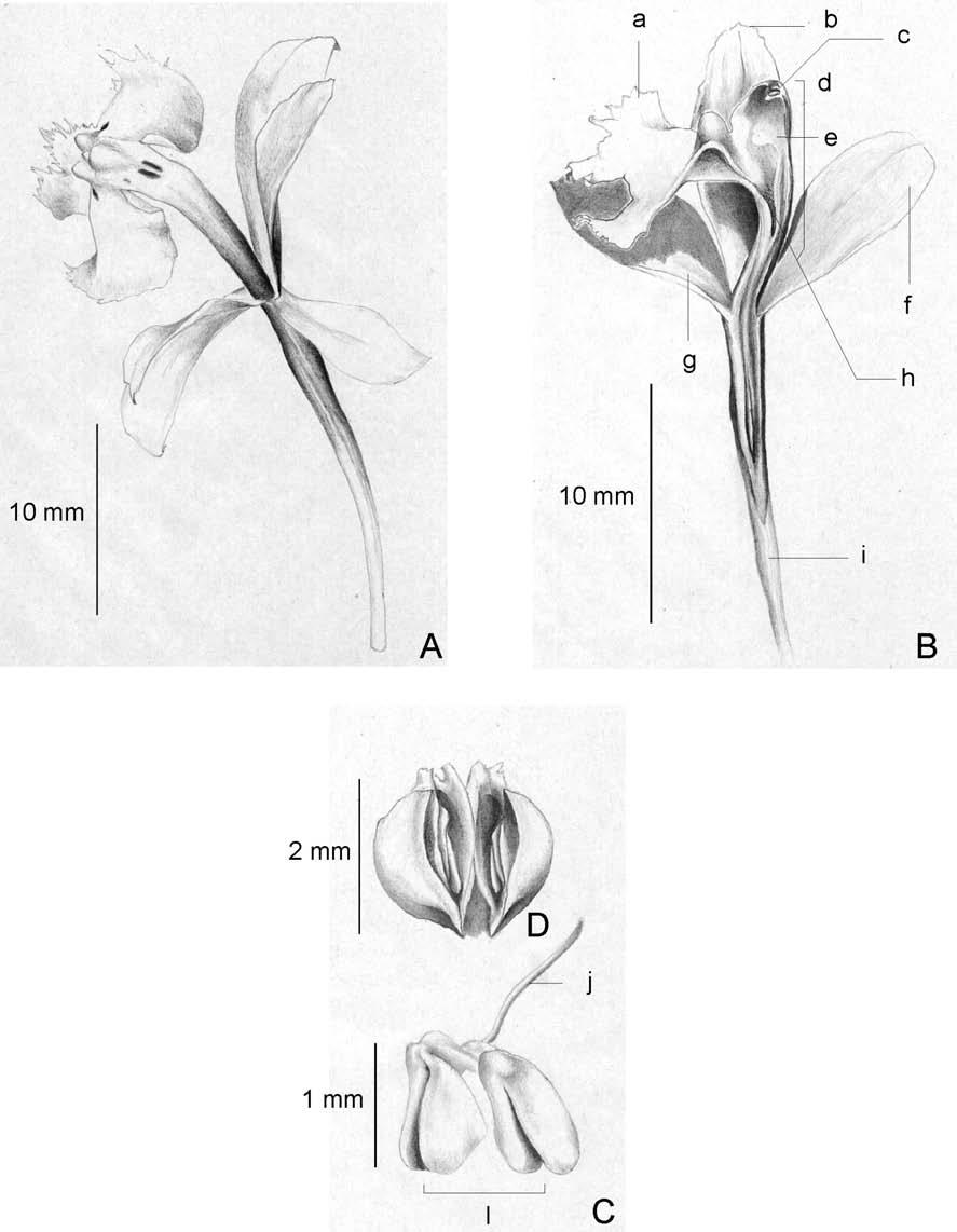 Figura 2. Epidendrum fulgens Brongn.