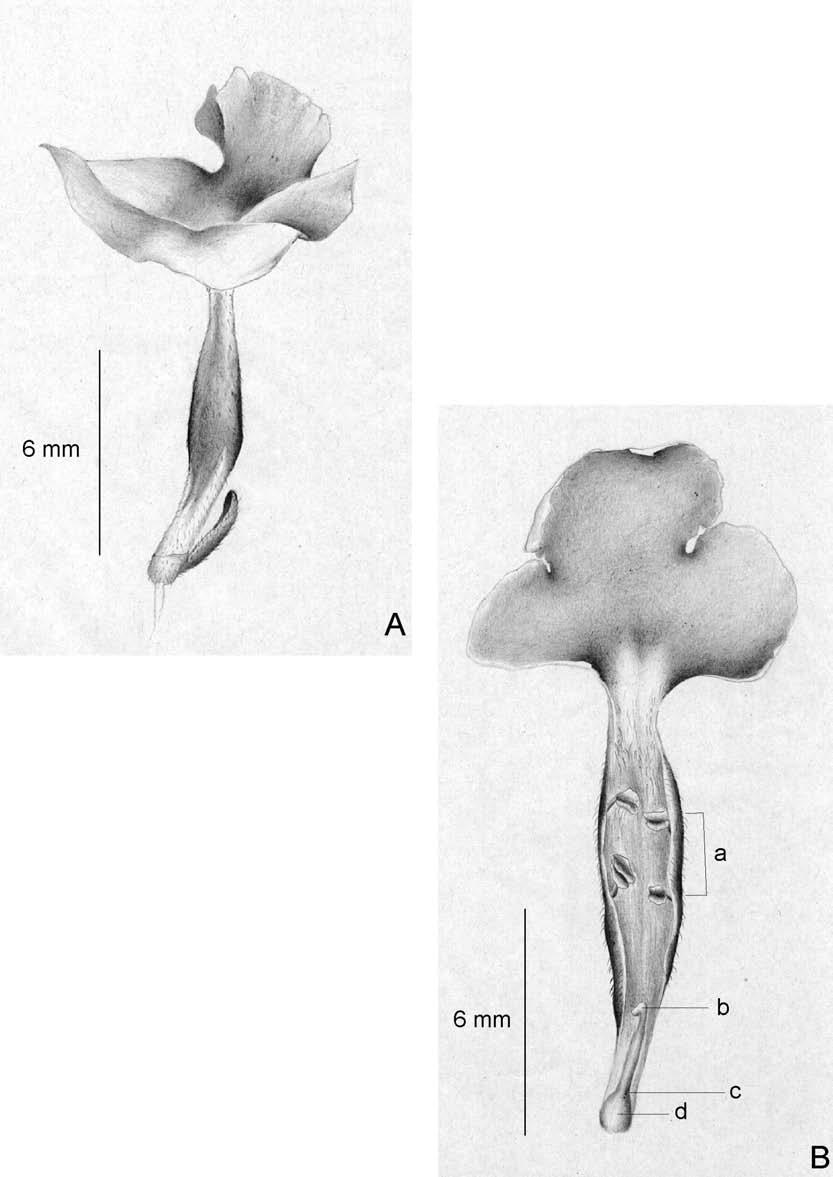 Figura 3. Lantana camara L.