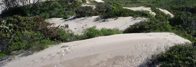 Área 2 Situada entre o primeiro e o segundo cordão de dunas, sob as coordenadas geográficas 0621425 UTM 6750487, próxima ao Morro da Guarita em Torres, em campo arenoso.