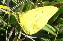 Anartia amathea; C e