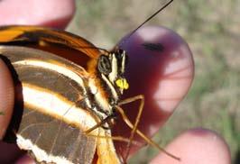 phaetusa; E) Junonia