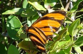 detalhe de Junonia