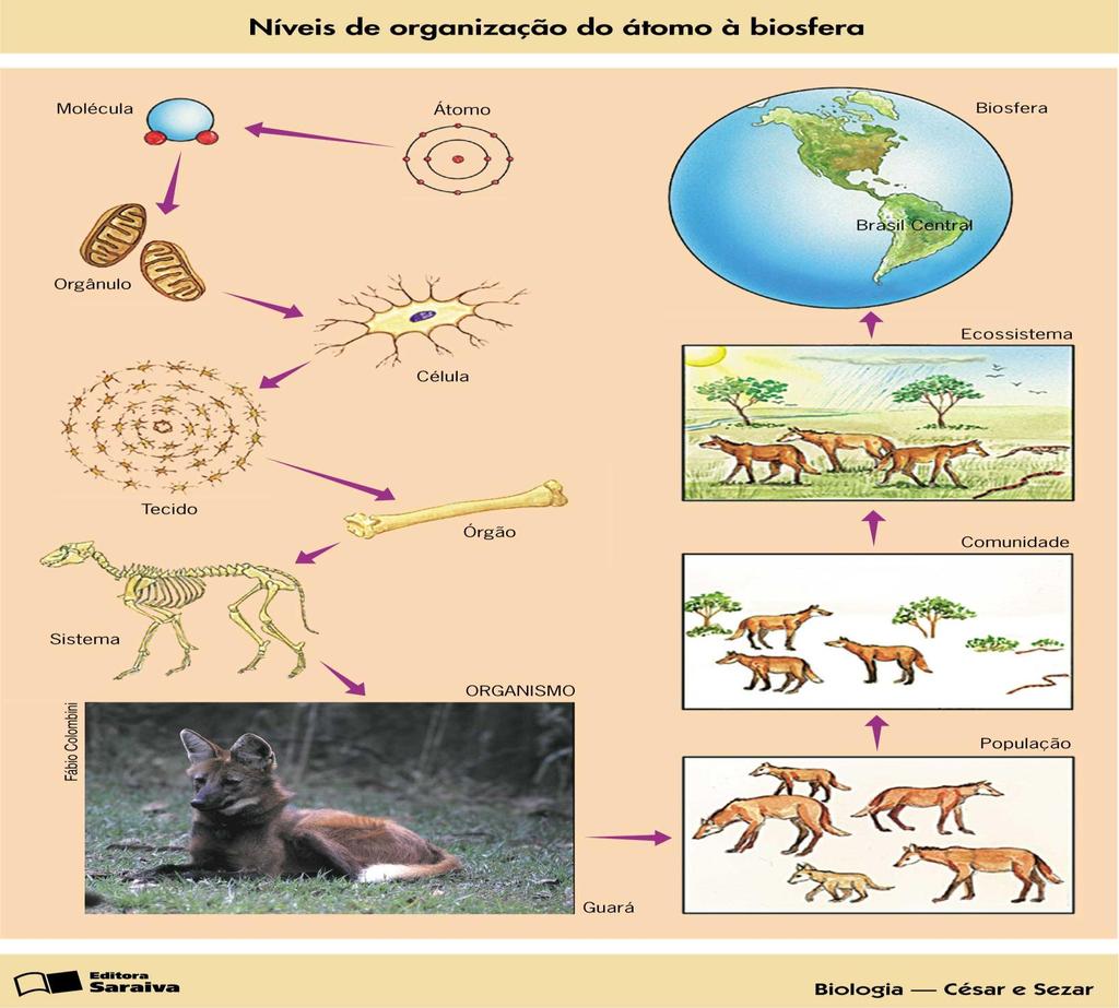 NÍVEIS DE ORGANIZAÇÃO pode ser entendido como conjunto de entidades (genes, células, ou mesmo espécies), agrupadas em uma ordem crescente de complexidade.