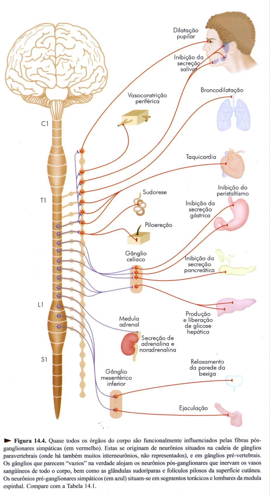 SISTEMA NERVOSO SIMPÁTICO Corpo do neurônio