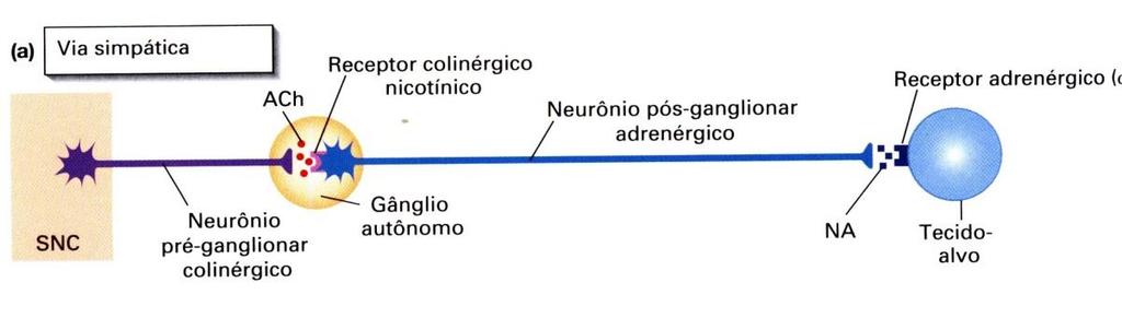 Corpo do neurônio pós-ganglionar: Gânglios da