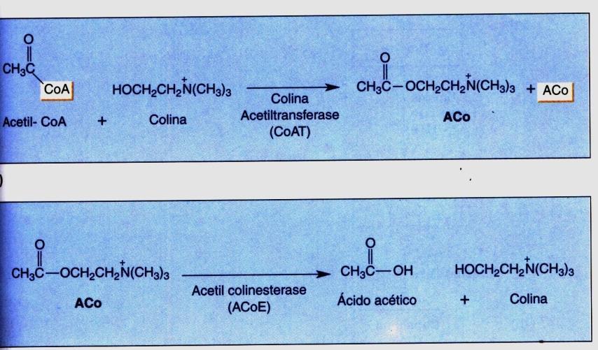 Acetilcolina: (a) Síntese