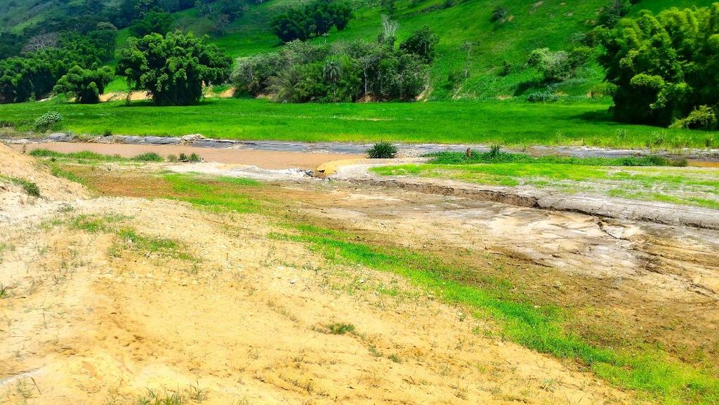 Onde havia uma ilha natural de sedimentos a planície de inundação está continua e totalmente preenchida por braquiária já em bom estágio de crescimento (Figuras 51 e 52).