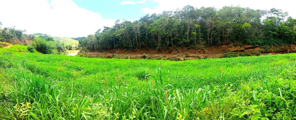 82 Figura 82: Vista do ponto TR09-485,486. Observa-se planície de inundação com vegetação (braquiária) já crescida.