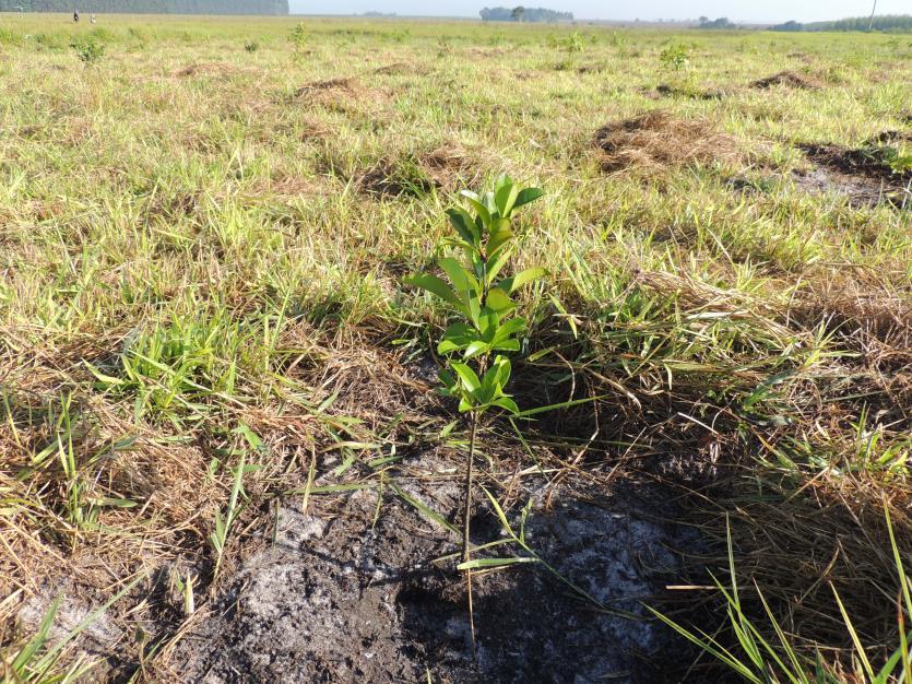 Eugenia brasiliensis Para as espécies plantadas para recomposição da vegetação nativa (Mussununga), serão