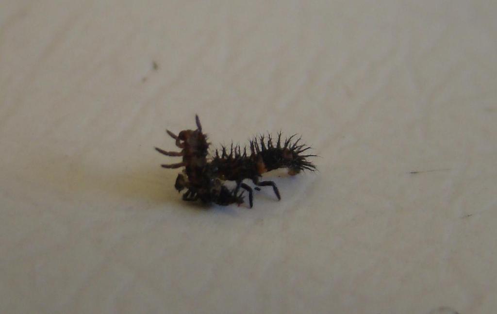 57 Figura 31. Canibalismo entre larvas de Zagreus bimaculosus em criação de manutenção sobre ninfas de Dactylopius opuntiae. Fonte: Do autor (Embrapa, CPATSA, Petrolina PE).