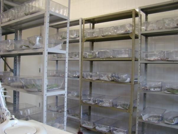67 Figura 36. Sala de manutenção da cochonilha-do-carmim em laboratório (25 ± 2 C e fotoperíodo de 12h).