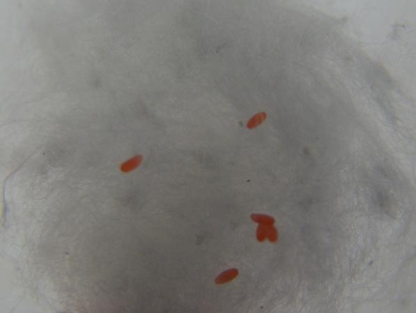Direita, postura do tratamento com Diaspis echinocacti (ovos amarelados).