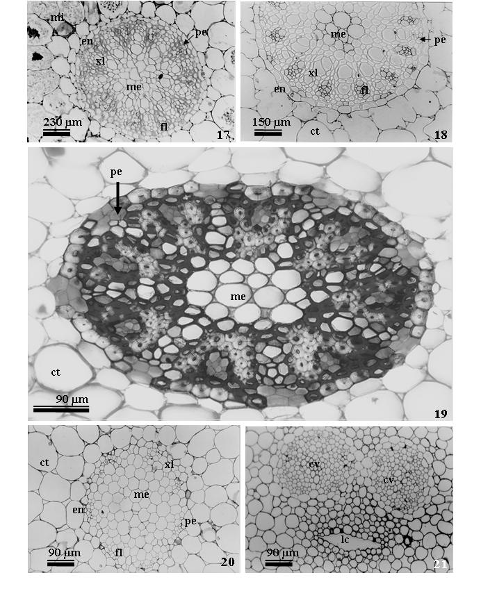 Silva et al.: Anatomia de raízes de espécies de Orchidaceae 155 Figuras 17-21. Secções do terço médio inferior de raízes de Orchidaceae. 17. Oncidium blancheti. 18. Zygopetalum brachypetalum. 19.