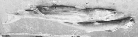 Figura 3 Registro fotográfico de dois exemplares do tubarão-duende, Mitsukurina owstoni, capturados durante as pescarias executadas pelo projeto PROARRASTO na região Norte, em um dos arrastos do B.P. Noé.