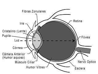 Enquanto alguns invertebrados têm apenas zonas sensíveis ao escuro e ao claro, outros possuem estruturas complexas com vários tipos de células que recolhem imagens através de lentes e de aberturas