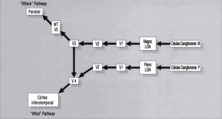 Capítulo III: Organização perceptiva 3.5 Processamento Visual Os processos neuronais que tornam possível a percepção contêm uma grande quantidade de subsistemas especializados.