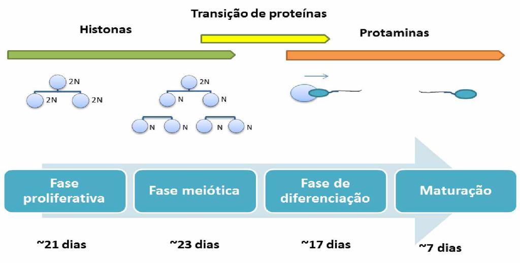 17 Figura 1 - Esquema da duração da espermatogênese. O processo completo da espermatogênese dura cerca de 68 dias contando com a maturação dos espermatozoides no epidídimo.