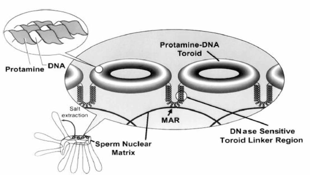 18 material genético, tornando-o mais compacto e hidrodinâmico para que o espermatozóide se torne mais veloz; proteção do material genético contra a ação de nucleases ou agentes mutagênicos; permite