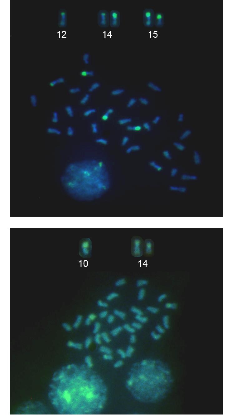 A 5µm B Figura 15- Cromossomos metafásicos submetidos à dupla coloração CMA 3 /DAPI.