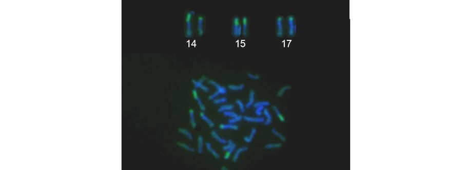 A B 5µm C Figura 18- Cromossomos