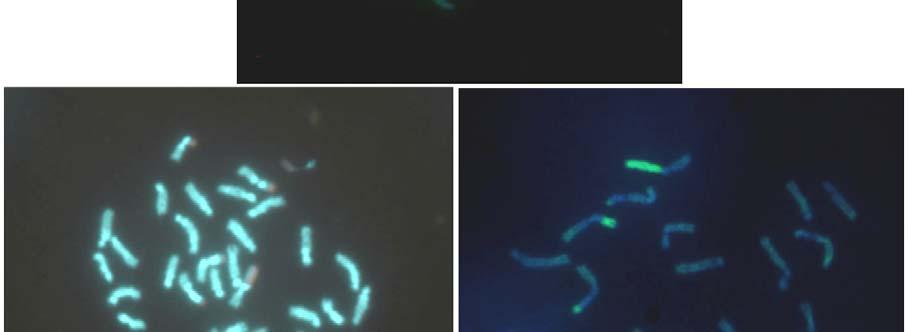 coloração CMA 3 /DAPI.