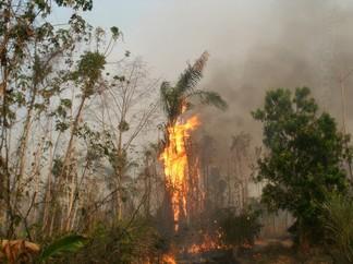 5 Fotos 8 e 9: Aspecto do incêndio na Flona. 4. Floresta Nacional de Roraima: Frente norte. Fase do combate: o combate não foi iniciado por falta de efetivo. 5.