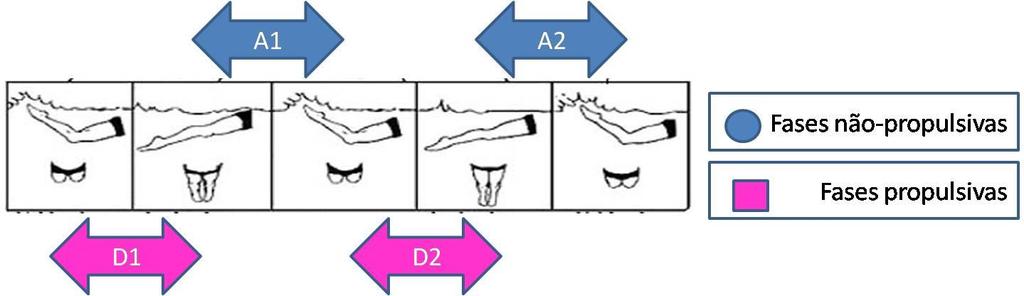 30 Figura 4. Organização das fases da pernada da técnica de borboleta.