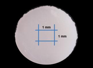 Figura 8. Esquema demonstrando a amostra em resina composta (10 mm x 2 mm) e a distância aproximada entre as medidas realizadas para calcular a rugosidade média (Ra).