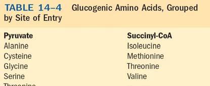 Glicose PEP xaloacetato Malato itrato Fumarato Succinato IL DE KEBS Isocitrato Succinil oa αcetoglutarato 2 2 N 2 3 N 2 N 2 (UÉIA) NITINA IL DA UÉIA ITULINA N 3 aracterísticas importantes do ponto